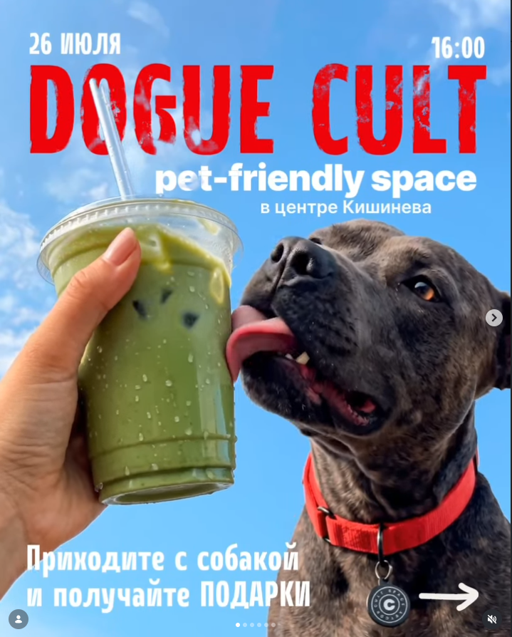 DOGUE CULT pet-friendly event poster